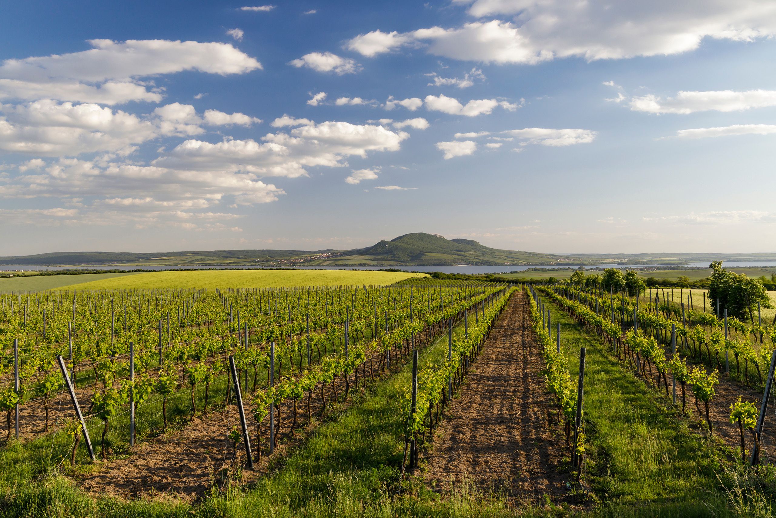 Pasohlávky - ubytování v apartmánu